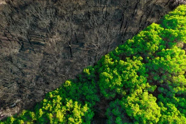 Deforestation Hotspots thumbnail
